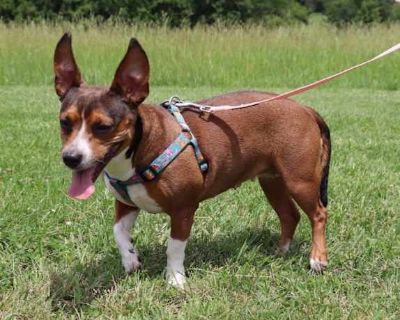 Clara - Chihuahua Female Dog for Adoption