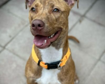 Miguel - Plott Hound Mix Male Dog for Adoption