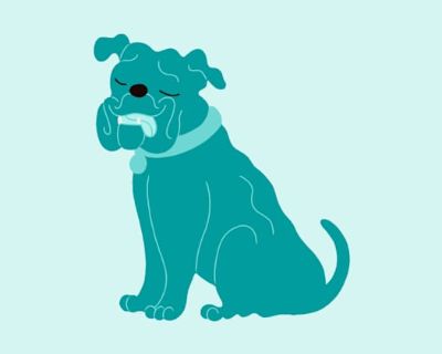 Pudge - Mixed Breed (Medium) Male Dog for Adoption