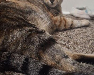 About 8 month old female shorthair cat