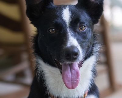 Lena - Border Collie Female Dog for Adoption