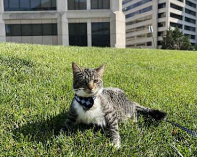 Zuko - American Shorthair Male Cat for Adoption