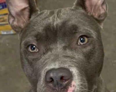 Love a Bunny!!!! - Pit Bull Terrier Female Dog for Adoption