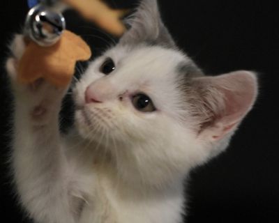 sib:hawk, hudsonMeet Harmony - the fearless little leader of the pack! This super-soft sweetheart is friendly and adventurous. Harmony is outgoing, energetic, and always ready to explore every perch she can climb. During her zoomies, she lets out the cutest little chirps - it's impossible not to smile when she's around. Harmony adores other cats and fits right in with feline friends, but she'd ...