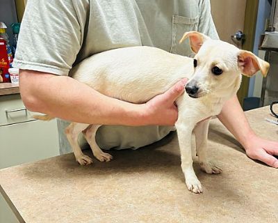 Heart Bear - Chihuahua Female Puppy for Adoption