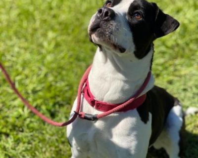 Panda - Terrier Mix Male Dog for Adoption