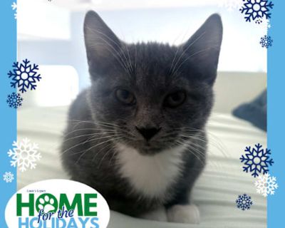 Come meet me and 100+ of my adoptable friends at Louie's Legacy Animal Rescue's MEGA adoption event, Home for the Holidays! Saturday, November 22nd, 2025 at Woodbridge High School in Woodbridge, NJ from 11am - 3pm! Meet Bunky! Bunky is a 2-month-old, 2.5 lb, gray Manx-Domestic Shorthair mix with adorable white feet and chest. He is the sweetest cuddle bug of his siblings as he seeks out love an...