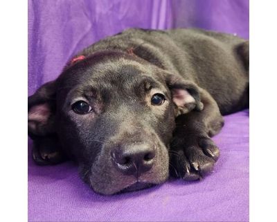 Neon - Carolina Dog/Labrador Retriever Mix Male Puppy for Adoption