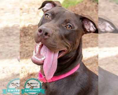 Tootsie - Labrador Retriever Mix Female Puppy for Adoption