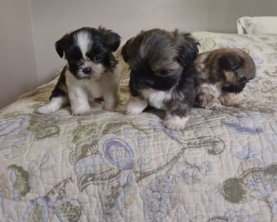 Adorable Shit zu puppies