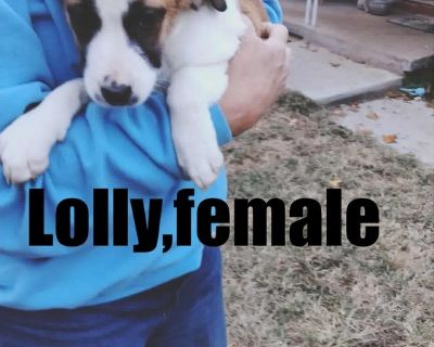 Lolly - Hound Female Puppy for Adoption