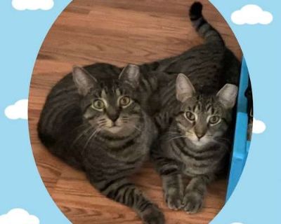 Mickey bonded Daisy - American Shorthair Male Cat for Adoption