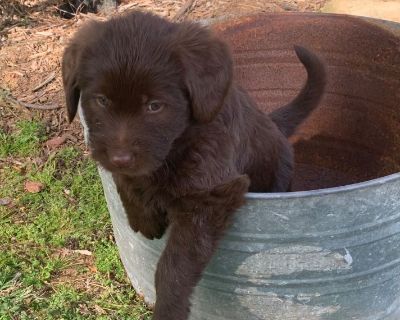 Labor doodle puppies