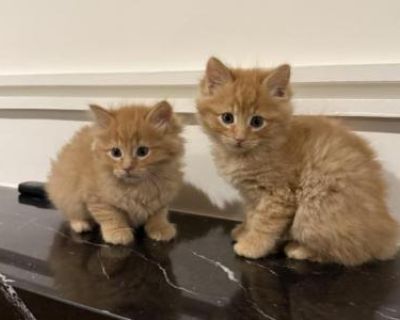 Orange Siberian Kittens - Siberian Male & Female Kitten For Sale