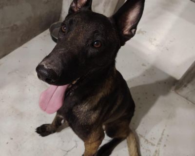 Meet Kobe! This handsome malinois was rescued wandering the streets with no owner in sight! Kobe is incredibly smart and excited to train. He is a great working dog, so ready to be dedicated with a family of his own to love!. Out-of-town pets are cared for by non-local organizations who can make arrangements for the pet to be transported to your area. Learn More. Young Male Medium