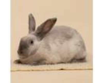 Adopt Cinder a Bunny Rabbit