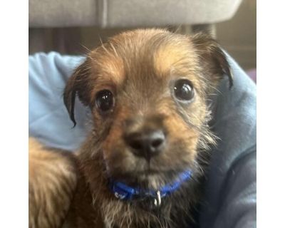 Hank - Yorkie, Yorkshire Terrier/Chihuahua Mix Male Puppy for Adoption