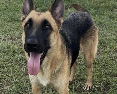 Lovey - German Shepherd Dog Mix Female Dog for Adoption