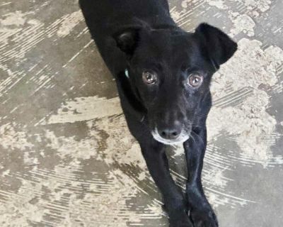 Dash - Dachshund & Chihuahua Mix Male Dog for Adoption