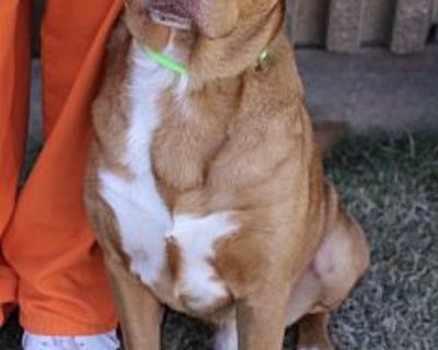 Red - Hound (Unknown Type) Male Dog for Adoption