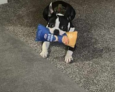 Bucky - Boston Terrier Male Puppy for Adoption