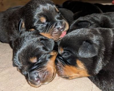 AKC Rottweiler puppies ready July 19