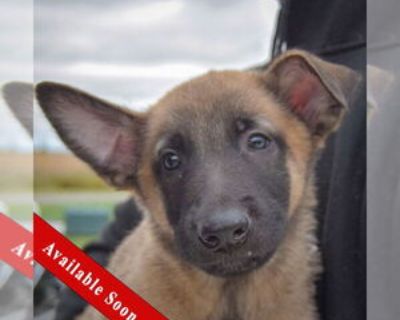 Tank - Male Mutt Baby for Adoption