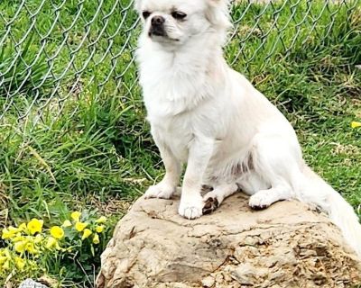 AKC Long Coat Chihuahua Puppy  Frankie