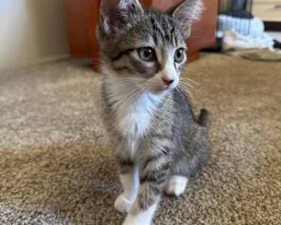 Dish Rag - Domestic Shorthair Male Cat for Adoption