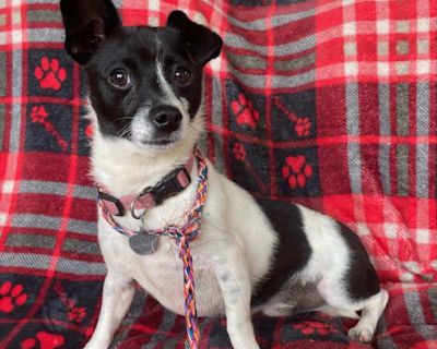 Oreo - Rat Terrier/Chihuahua Mix Male Dog for Adoption