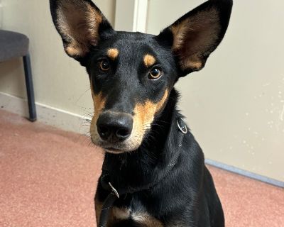 Frankie - Doberman Pinscher & Pharaoh Hound Mix Female Dog for Adoption