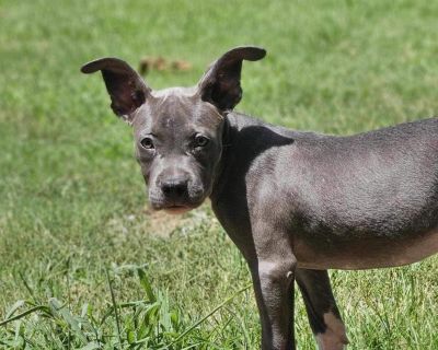 Arista - Pit Bull Terrier Mix Female Puppy for Adoption