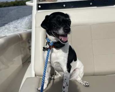 Simon - Fox Terrier (Smooth)/Jack Russell Terrier Mix Male Dog for Adoption