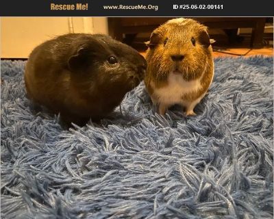 Guinea Pig - Female Young Small Mammal for Adoption