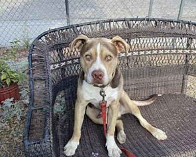 Ace - Terrier (Unknown Type, Medium) Male Puppy for Adoption