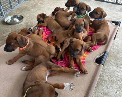 3 Female Rhodesian Ridgeback Puppies for Sale