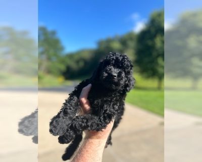 Black Runt Girl - Goldendoodle (Miniature) Female Puppy for Sale