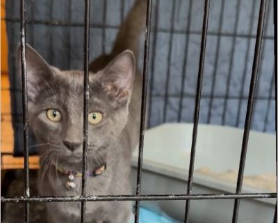 Renee - Female Kitten Domestic Cat / Russian Blue for Adoption