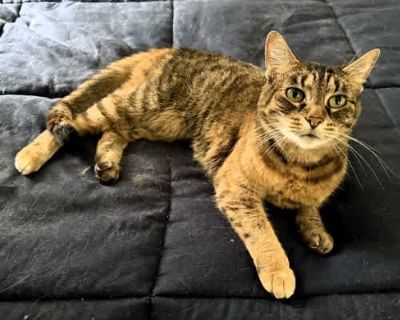 Lily - Domestic Shorthair Female Cat for Adoption