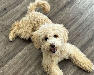 Sunny - Maltipoo Male Puppy for Adoption