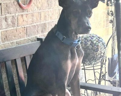 Rescue from Texas. This is Devin, a 6-year-old Doberman mix who weighs 50 pounds. He is the sweetest, funniest, most adorable Doberman you ve ever seen. He is so friendly, so loving he loves to give his paw, he loves to play, he loves to run, he loves life, and he loves everyone. He is such a goofball, so silly and fun, and he will melt your heart with his positivity. Devin is looking for a fam...