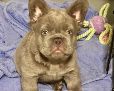 1 Male and 3 Female French Bulldog Puppies for Sale