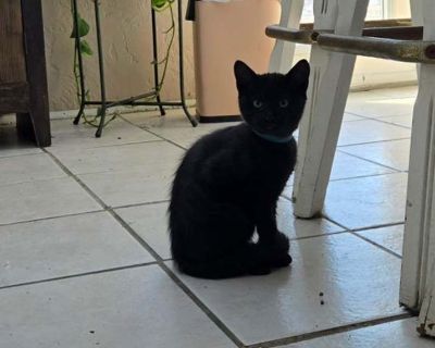 Child. Black (all). Hair: short. Please contact Marilyn ( [email protected] ), (925) 788-4397 for more information about this pet. Want to meet? [ Fill out the Application ] , then email it to the contact in this bio. Rascal is the playful troublemaker of the bunch in the cutest possible way. He loves playing hide-and-seek with his siblings, darting around corners, inviting everyone to chase hi...