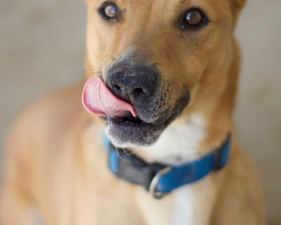 Darrius - Shepherd Mix Male Dog for Adoption