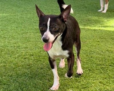 Spock - Chihuahua Male Dog for Adoption