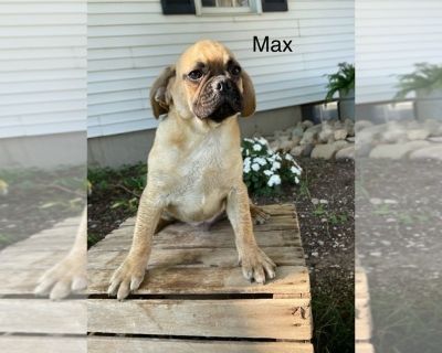 Max - Puggle Male Puppy for Sale