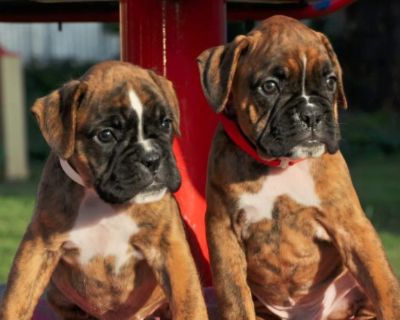 Boston Terrier Siblings Looking for a Loving Family in Queens