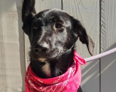 April KL - Black Labrador Retriever & Shepherd Mix Female Puppy for Adoption