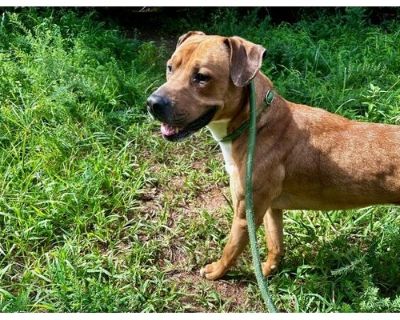 MARK - American Pit Bull Terrier Male Dog for Adoption