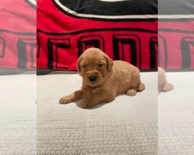 4 Weeks Old * Size at Maturity: Large * Availability Date: 11/21/2025 * Shipping Area: Pick Up Only * Payment Method: Money Order/Cashier's Check, Paypal, Cash *. This adorable Golden Retriever puppy has been lovingly raised in our home with three children, making her well-socialized, gentle, and full of playful energy. She is up to date on all vaccinations, has been vet checked, and both of he...